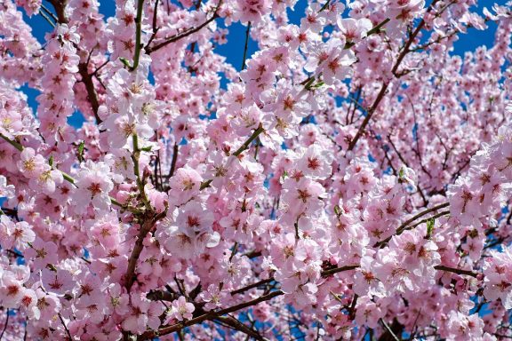 Kirschblüten in Japan
